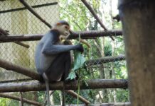 Voọc Chà Vá Chân Đỏ: “Nữ Hoàng Linh Trưởng” Lộng Lẫy Nơi Bán Đảo Sơn Trà Voọc chà vá chân đỏ ngồi uy nghi trên cành cây với bộ lông rực rỡ