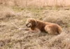 Chó Golden Retriever: Giá Bán, Tính Cách & Cách Chăm Sóc Chó Golden Retriever ngậm thanh gỗ trên bãi cỏ