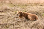 Chó Golden Retriever: Giá Bán, Tính Cách & Cách Chăm Sóc