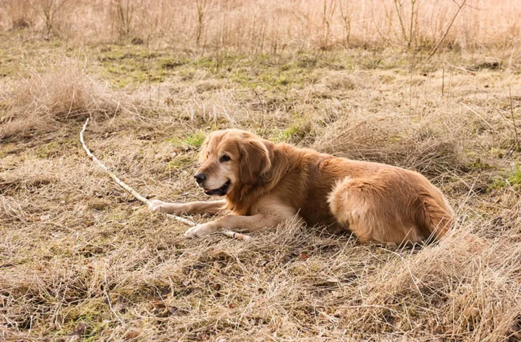 Chó Golden Retriever ngậm thanh gỗ trên bãi cỏ