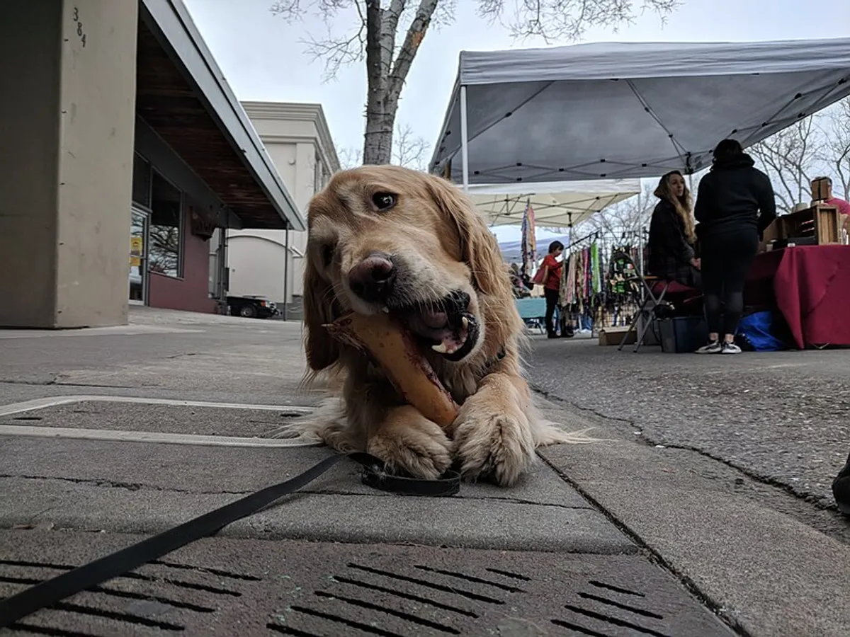 Một cá thể Golden Retriever ngồi đợi tại khu chợ