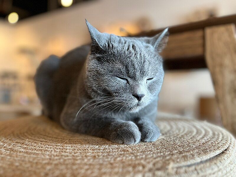 Mèo Anh lông ngắn xám lim dim nhắm mắt tận hưởng giấc ngủ trưa