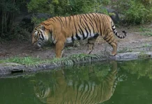 Hổ Đông Dương: Tình Trạng Bảo Tồn Và Nỗ Lực Phục Hồi Tại Việt Nam Hổ Đông Dương đang di chuyển trong khu vực bảo tồn