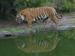 Hổ Đông Dương đang di chuyển trong khu vực bảo tồn