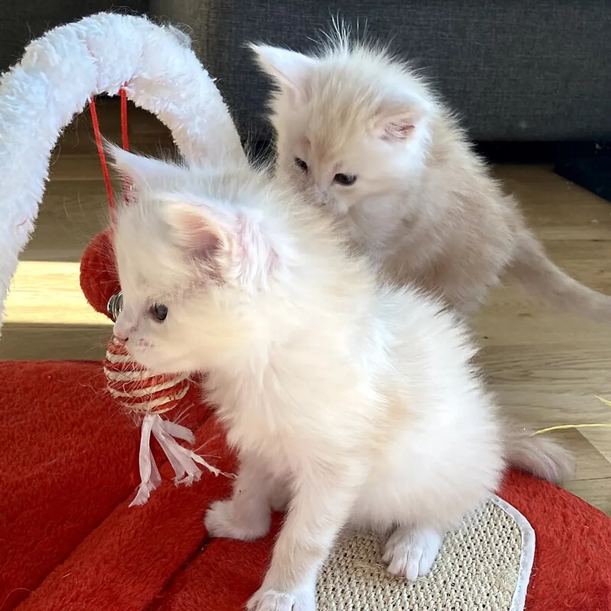 Hai cá thể Maine Coon con đang ngồi quan sát