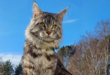 Mèo Maine Coon: Đặc Điểm Và Chi Phí Nuôi Tại Việt Nam Mèo đực giống Maine Coon với đặc điểm bộ lông quanh cổ