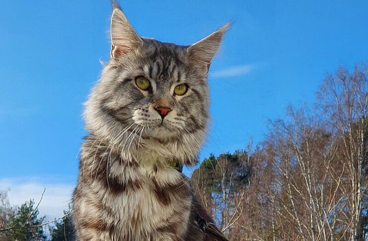 Mèo đực giống Maine Coon với đặc điểm bộ lông quanh cổ