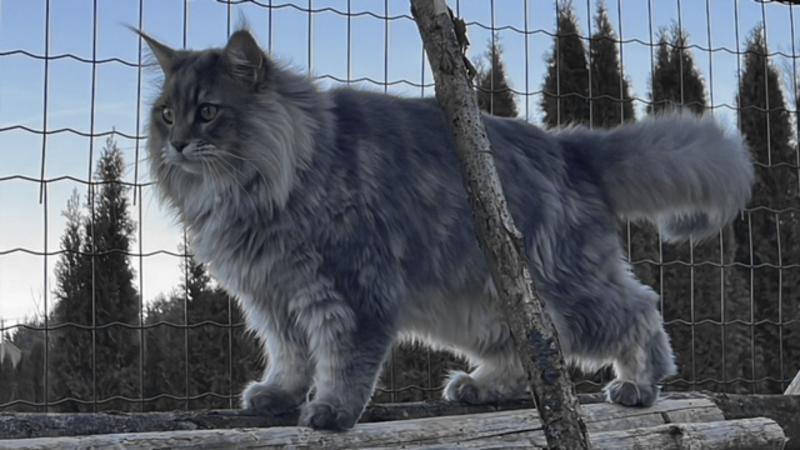 Mèo khổng lồ với bộ lông bạc đi trên bệ gỗ vách