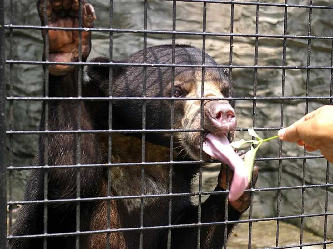 Gấu chó (Helarctos malayanus) — loài gấu nhỏ nhất thế giới với đốm vàng đặc trưng trên ngực