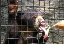 Gấu Chó: Cỗ Máy Leo Trèo Bí Ẩn Nhất Của Rừng Nhiệt Đới Việt Nam Gấu chó (Helarctos malayanus) — loài gấu nhỏ nhất thế giới với đốm vàng đặc trưng trên ngực