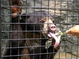 Gấu chó (Helarctos malayanus) — loài gấu nhỏ nhất thế giới với đốm vàng đặc trưng trên ngực