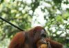 Đười Ươi Là Gì? Vị Thần Rừng Già Bị Đe Dọa Bởi Dầu Cọ Đười ươi đực trưởng thành với bộ lông cam đỏ rực rỡ đang bám trên cành cây