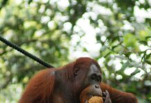 Đười Ươi Là Gì? Vị Thần Rừng Già Bị Đe Dọa Bởi Dầu Cọ Đười ươi đực trưởng thành với bộ lông cam đỏ rực rỡ đang bám trên cành cây