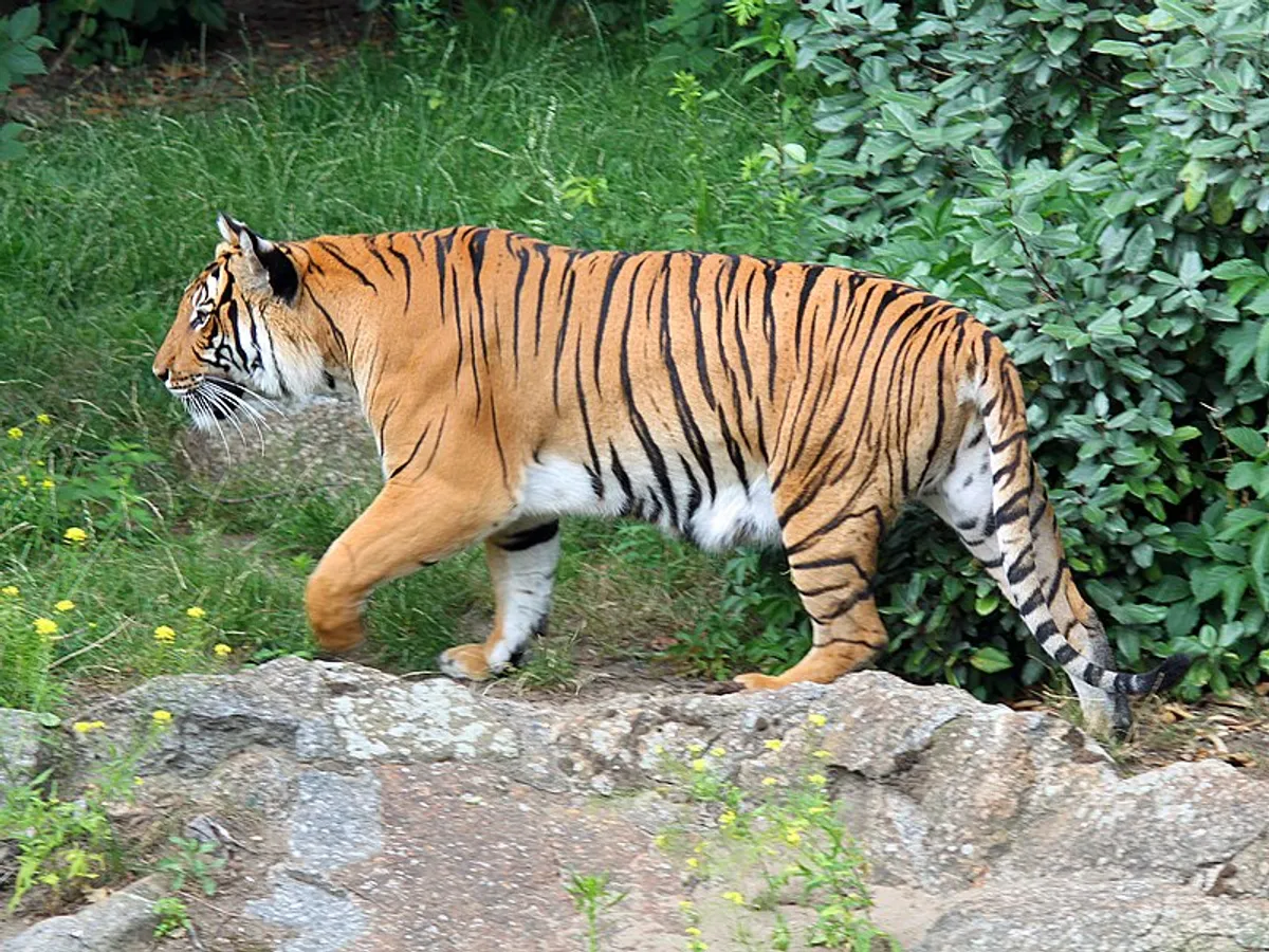 Một con hổ Đông Dương trưởng thành đang nằm trên bãi cỏ