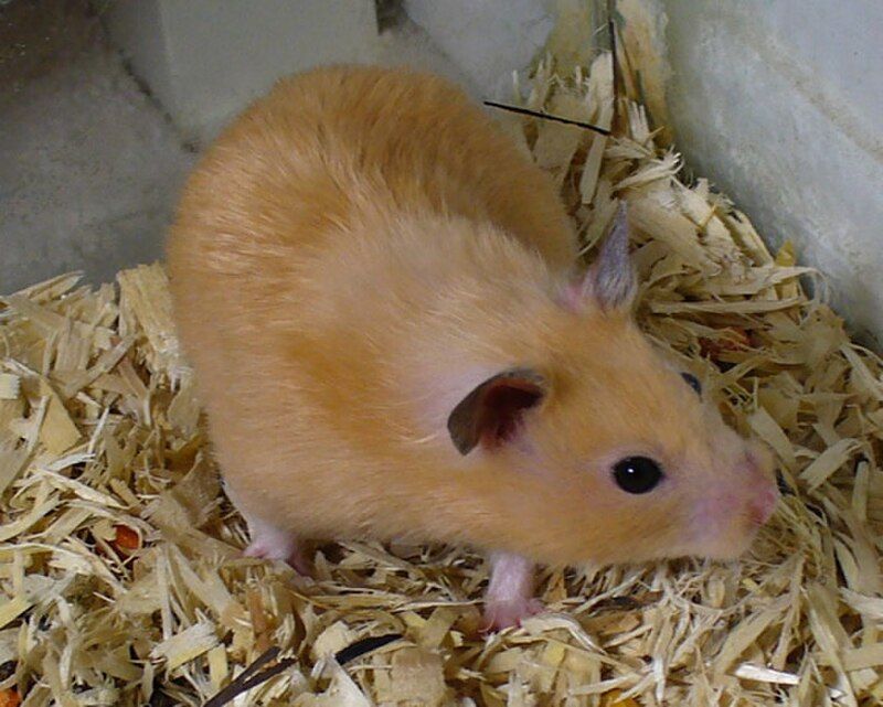 Chuột hamster giống Syrian màu đào rúc sát tay xin xỏ vụn hạt