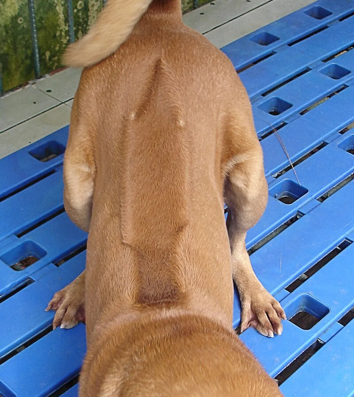 Cận cảnh dải xoáy lưng độc đáo chạy dọc sống lưng của chó Phú Quốc Ridgeback