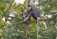 Voọc Chà Vá Chân Nâu: Hiện Trạng Quần Thể Linh Trưởng Đặc Hữu Tại Bán Đảo Sơn Trà Hai cá thể mẹ con đang tìm cấu trúc lá thích hợp trên ngọn cây