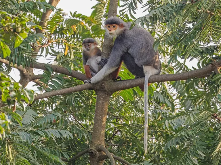 Voọc Chà Vá Chân Nâu: Hiện Trạng Quần Thể Linh Trưởng Đặc Hữu Tại Bán Đảo Sơn Trà