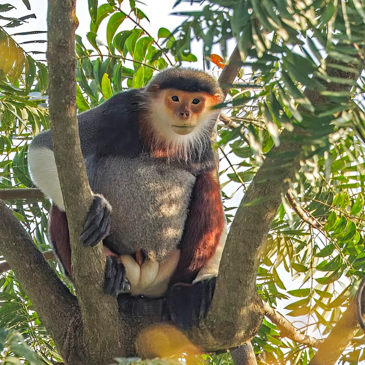 Cá thể voọc đực trưởng thành với màu lông đặc trưng rạng rỡ