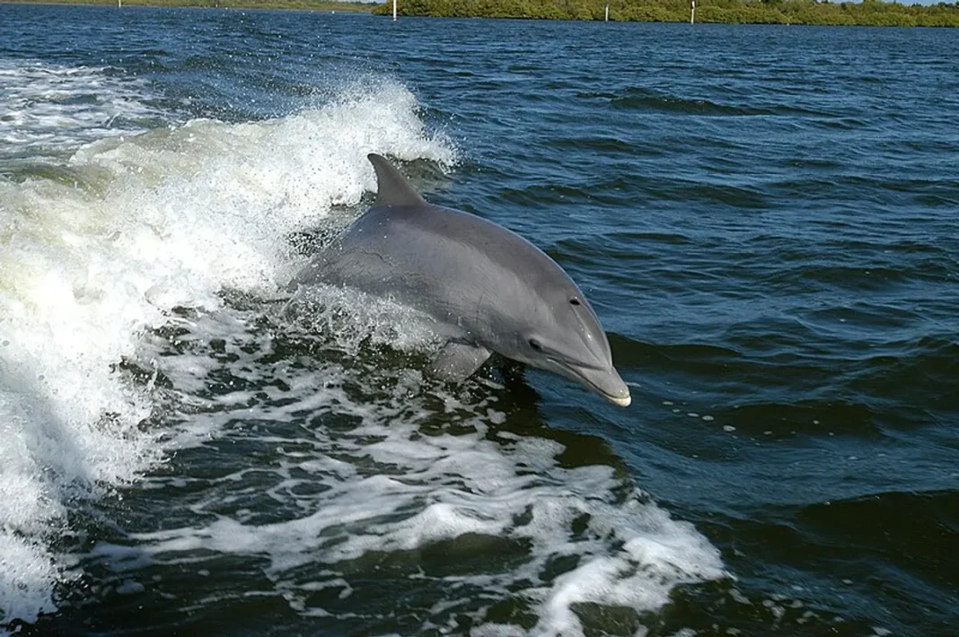 Cá heo mũi chai (Tursiops truncatus) đang bơi sát mặt nước với nụ cười đặc trưng