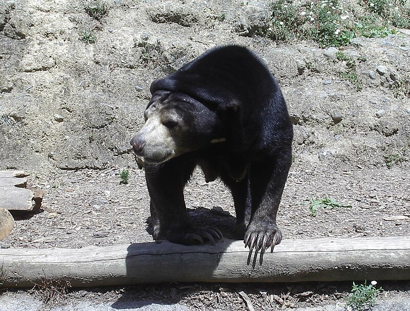 Gấu chó tại sở thú với hình dáng nhỏ nhắn và lớp lông đen bóng đặc trưng
