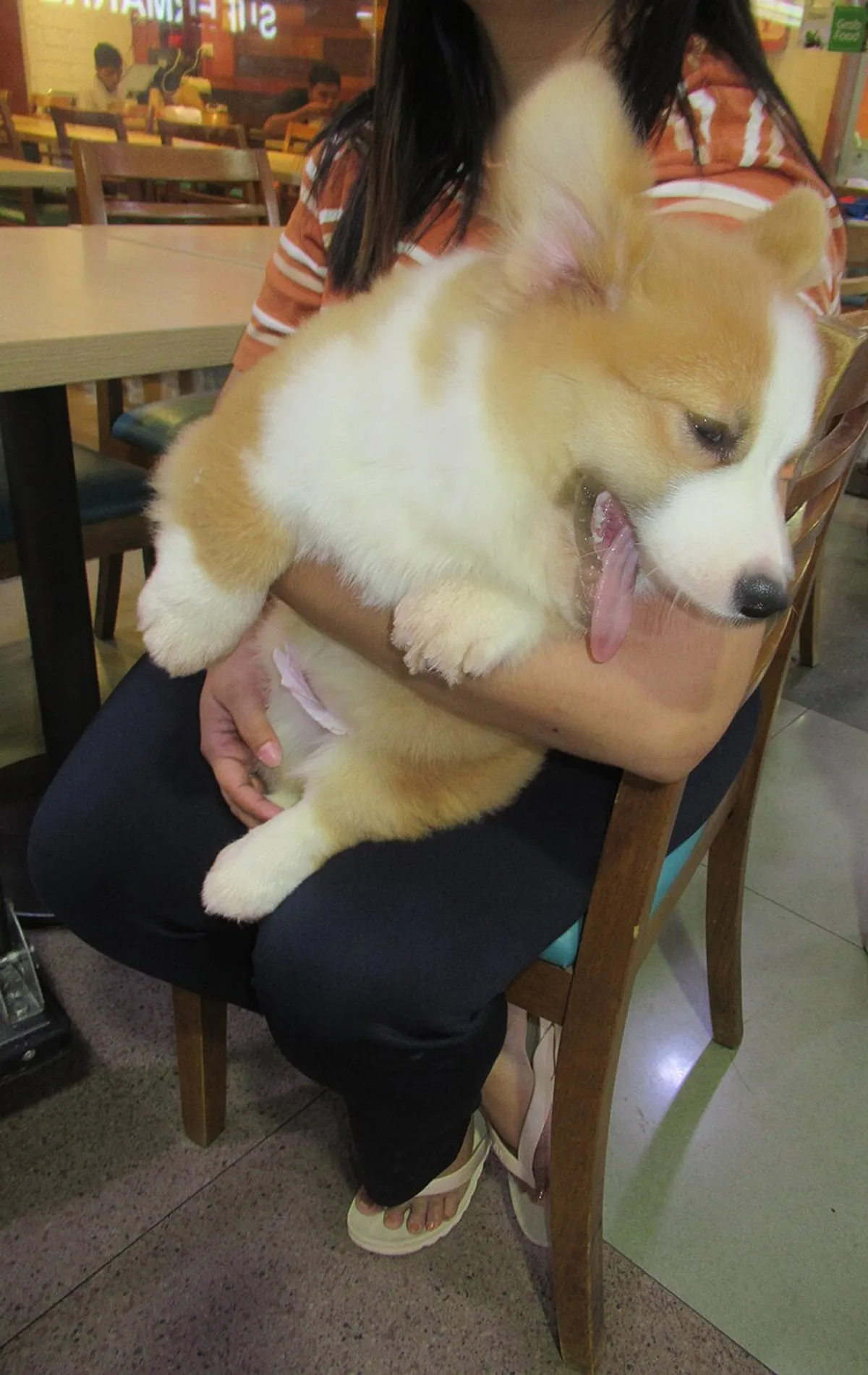 Chó Welsh Corgi Pembroke với bộ lông vàng cam đặc trưng nhìn thẳng vào ống kính