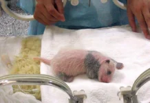 Gấu Trúc Khổng Lồ – Nghịch Lý Độc Lạ Giấu Dưới Vẻ Ngoài Béo Tròn Gấu trúc khổng lồ đang lười biếng nhai ngon lành các cành tre