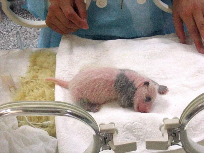 Gấu Trúc Khổng Lồ - Nghịch Lý Độc Lạ Giấu Dưới Vẻ Ngoài Béo Tròn Gấu trúc khổng lồ đang lười biếng nhai ngon lành các cành tre