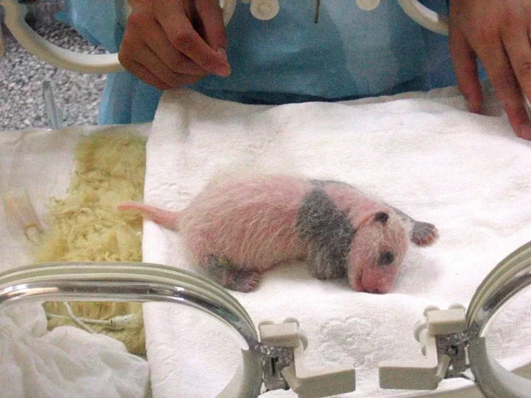 Gấu Trúc Khổng Lồ - Nghịch Lý Độc Lạ Giấu Dưới Vẻ Ngoài Béo Tròn