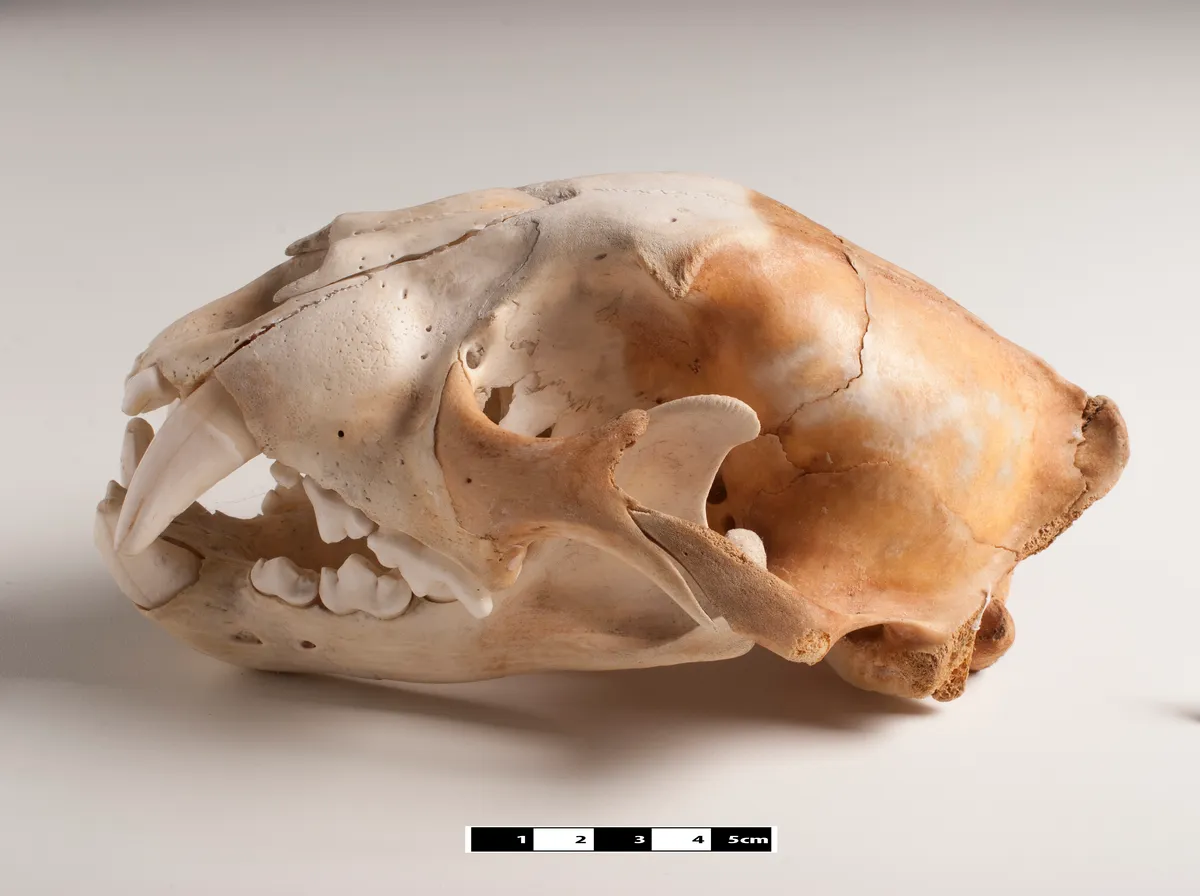 Cấu trúc hộp sọ siêu dày và răng nanh cắn nát mai rùa của báo đốm Jaguar