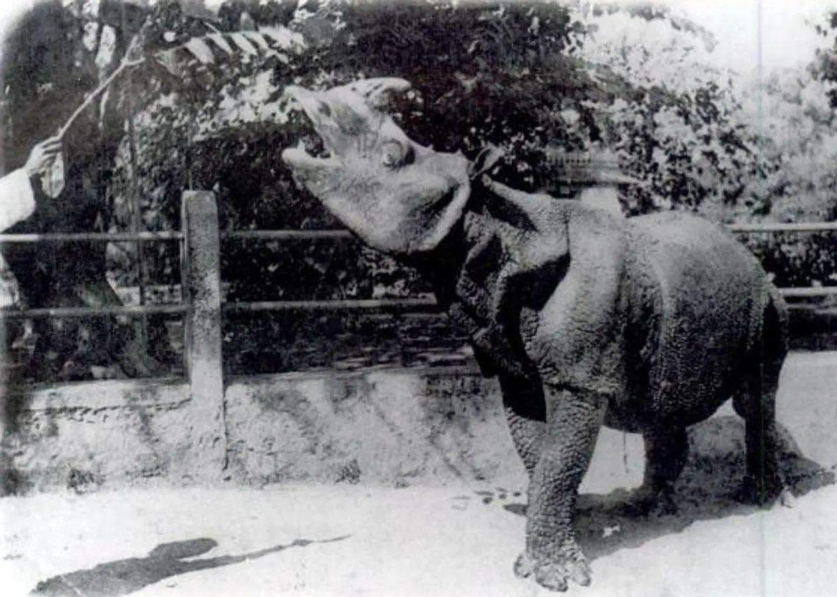 Hình ảnh lịch sử chụp tê giác Java sống sót thưa thớt ở thế kỷ 19