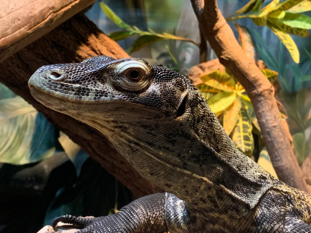 Rồng Komodo con với màu da rực rỡ đang leo trèo trên cây để tránh bị xơi tái