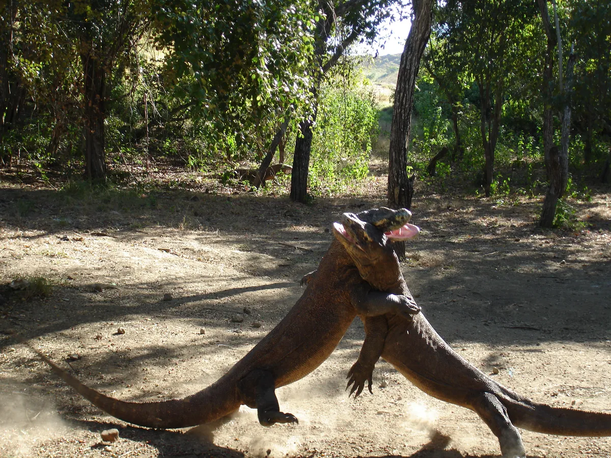 Hai con rồng Komodo đực khổng lồ đang vật lộn tranh giành lanh thổ