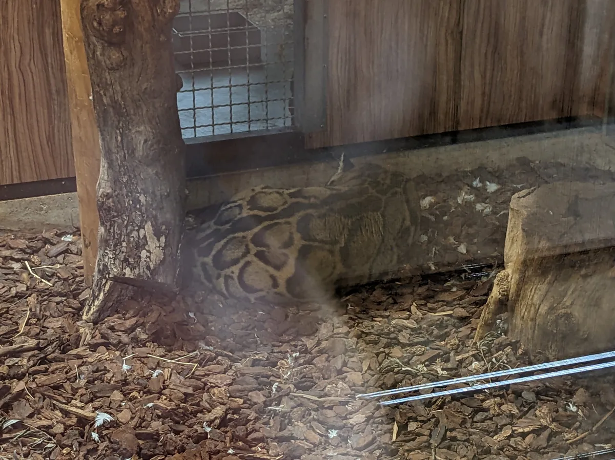 Cận cảnh khuôn mặt báo gấm Đông Dương với đôi mắt sắc lạnh màu hổ phách và hoa văn mây đặc trưng