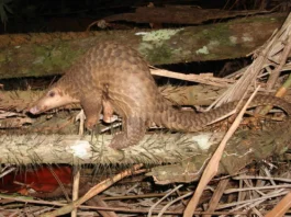 Tê tê Javan (Manis javanica) đang đu mình bám trên thân cây rêu phong