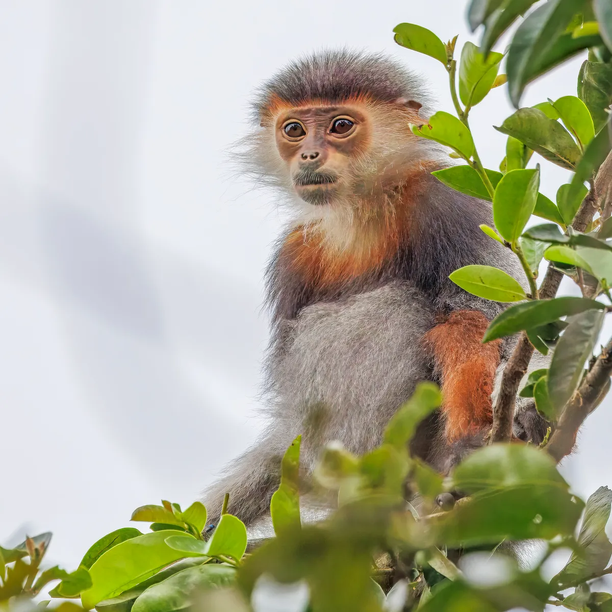 Voọc chà vá chân đỏ non đang bám víu nhìn về phía ống kính tại bán đảo Sơn Trà, Đà Nẵng