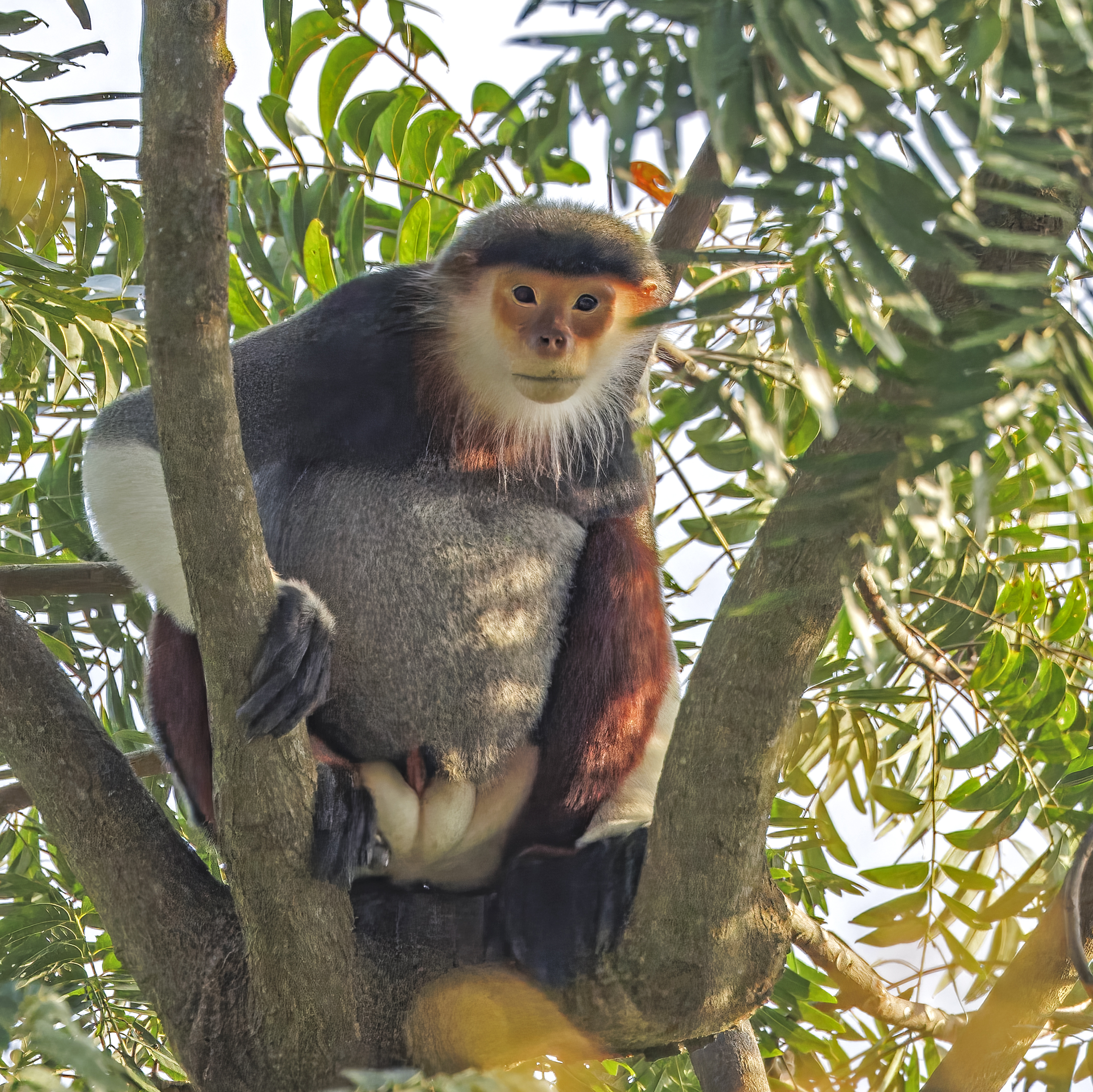 Voọc chà vá chân đỏ đực trưởng thành với bộ lông rực rỡ đặc trưng tại bán đảo Sơn Trà