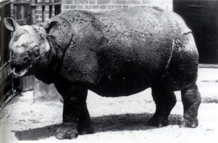 Tê Giác Java: Bóng Ma Cuối Cùng Của Rừng Già Đông Nam Á Tê giác Java quý hiếm lầm lũi ăn cỏ với một chiếc sừng đơn độc duy nhất