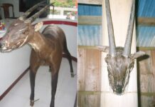 Sao La – Loài Thú Bí Ẩn Nhất Thế Giới Đang Biến Mất Trong Rừng Việt Nam Sao La (Pseudoryx nghetinhensis) - kỳ lân châu Á, mẫu nhồi bông tại bảo tàng