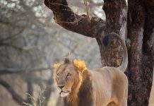 Sư Tử Châu Á — Loài Sư Tử Hiếm Nhất Thế Giới Chỉ Còn ~900 Con Sư tử châu Á đực tại Gir