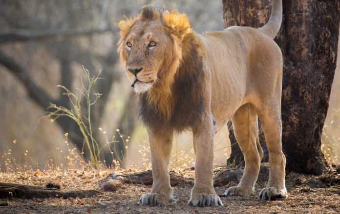 Sư tử châu Á đực tại Gir