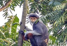 Voọc Chà Vá Chân Nâu: Hiện Trạng Quần Thể Linh Trưởng Đặc Hữu Tại Bán Đảo Sơn Trà Voọc chà vá chân nâu cái tại bán đảo Sơn Trà, Đà Nẵng