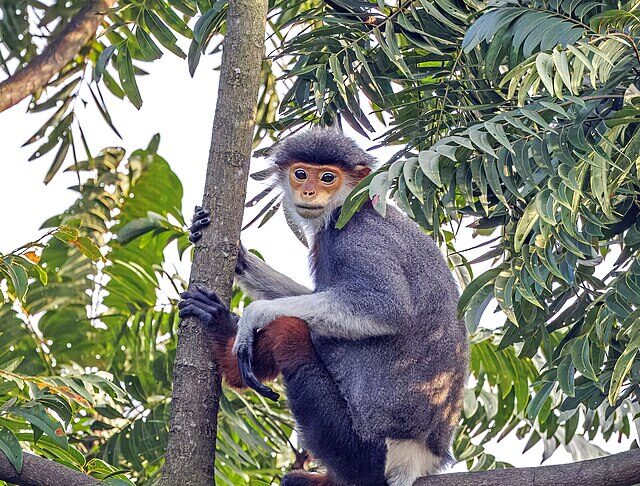 Voọc chà vá chân nâu cái tại bán đảo Sơn Trà, Đà Nẵng