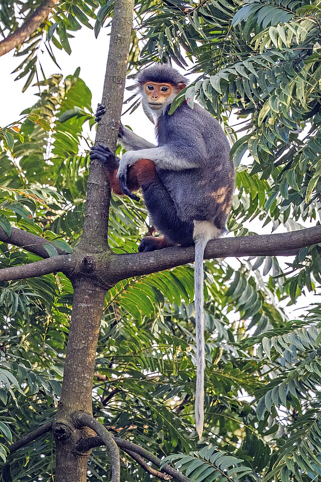 Voọc chà vá chân nâu cái tại Sơn Trà Voọc chà vá chân nâu cái tại bán đảo Sơn Trà, Đà Nẵng