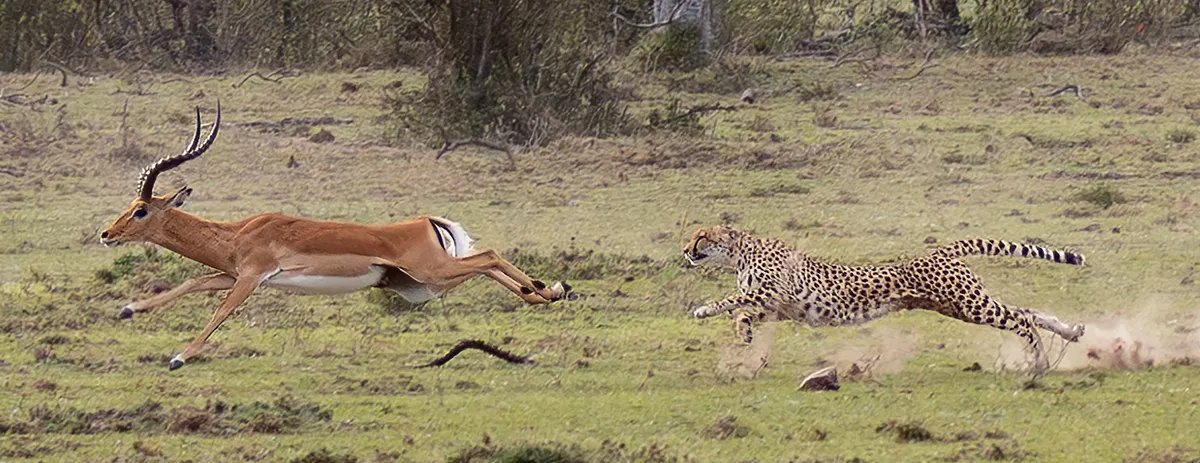 Báo mẹ cùng đàn con nhỏ nương tựa vào nhau trên bãi cỏ