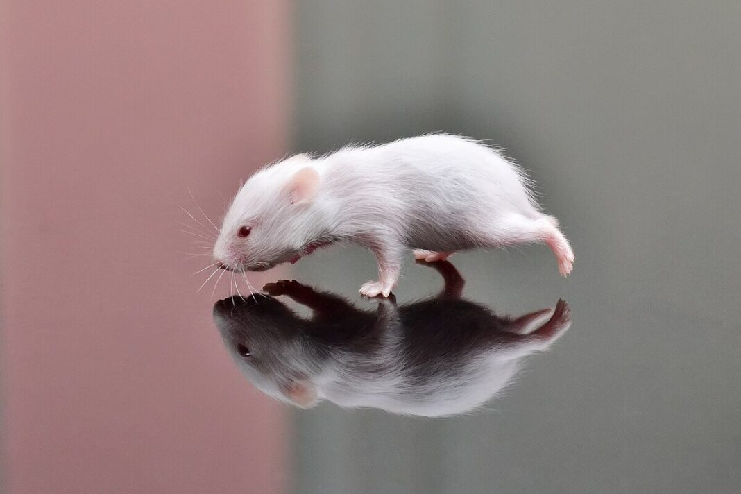 Hamster non hai tuần tuổi nằm gọn trong lòng bàn tay người