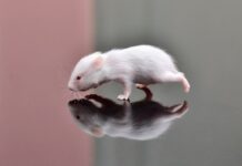 Hamster: Đặc Điểm, Thói Quen Và Cách Nuôi Đúng Cách Hamster non hai tuần tuổi nằm gọn trong lòng bàn tay người