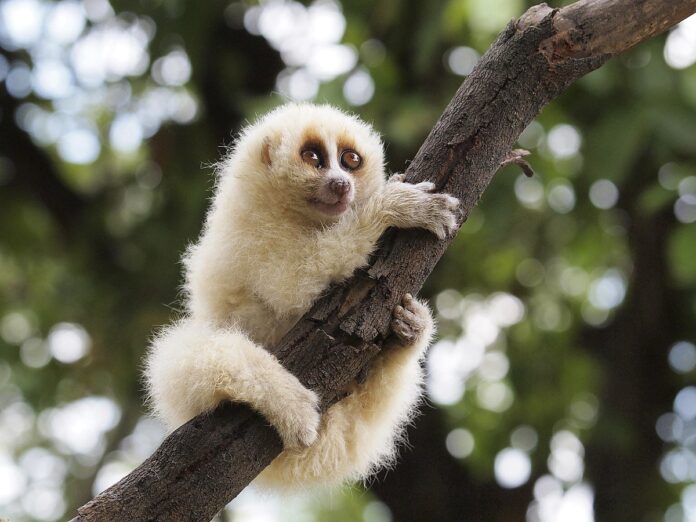 Cu li (Slow loris) bám chặt vào cành cây nhìn thẳng vào ống kính với đôi mắt to tròn đặc trưng