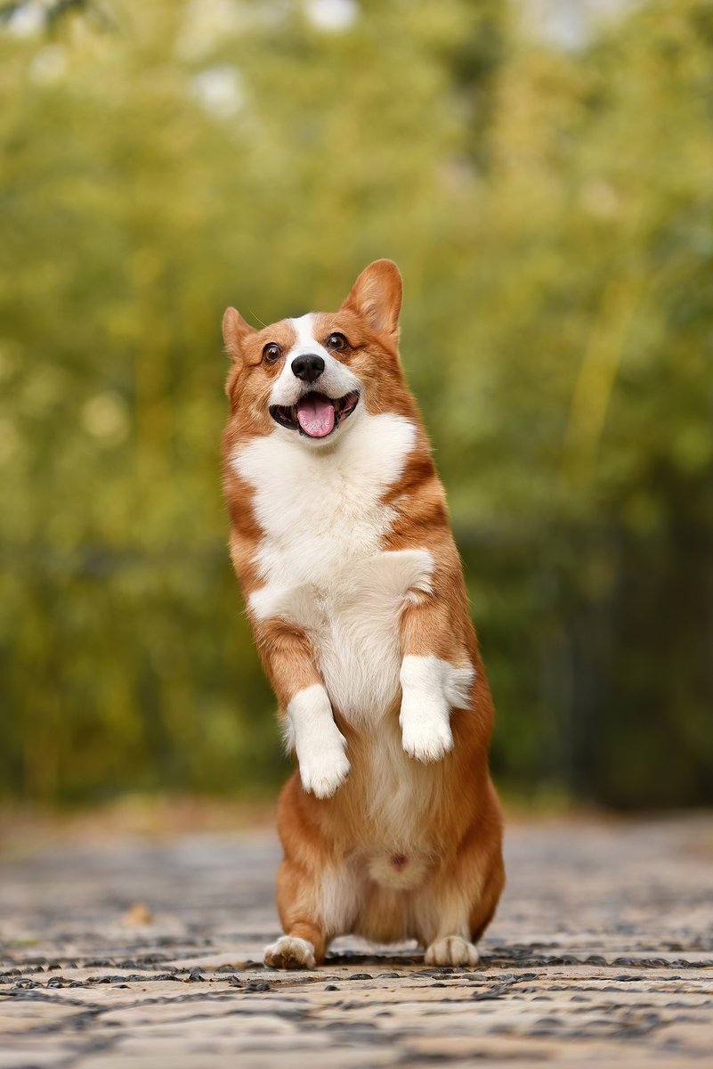 Chó Corgi con lông vàng trắng đứng dựng hai chân sau với vẻ mặt vui nhộn đáng yêu