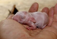 Thỏ Kiểng: Sinh Vật Mỏng Manh Cần Chăm Sóc Đúng Điệu Con thỏ kiểng có bộ lông loang lổ đốm nâu trắng ngồi thong dong trên thảm dăm